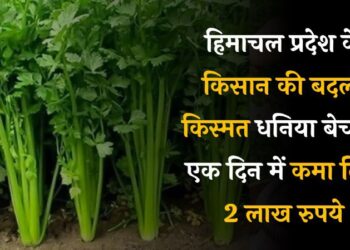 हिमाचल प्रदेश के किसान की बदली किस्मत, धनिया बेचकर एक दिन में कमा लिए 2 लाख रुपये।
