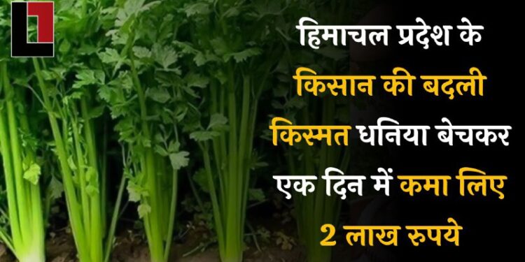 हिमाचल प्रदेश के किसान की बदली किस्मत, धनिया बेचकर एक दिन में कमा लिए 2 लाख रुपये।