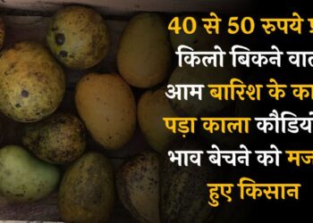 40 से 50 रुपये प्रति किलो बिकने वाला आम बारिश के कारण पड़ा काला, कौड़ियों के भाव बेचने को मजबूर हुए किसान।