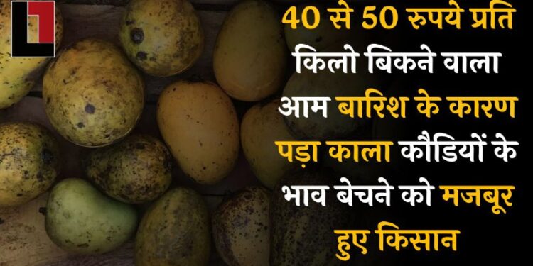 40 से 50 रुपये प्रति किलो बिकने वाला आम बारिश के कारण पड़ा काला, कौड़ियों के भाव बेचने को मजबूर हुए किसान।