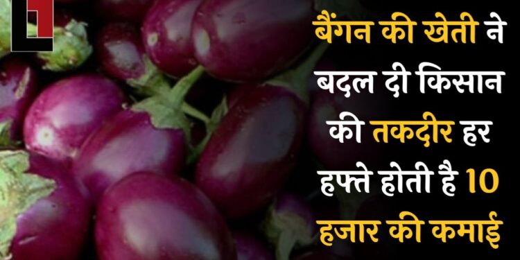 बैंगन की खेती ने बदल दी किसान की तकदीर, हर हफ्ते होती है 10 हजार की कमाई।